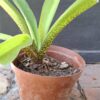Pineapple Lily Eucomis