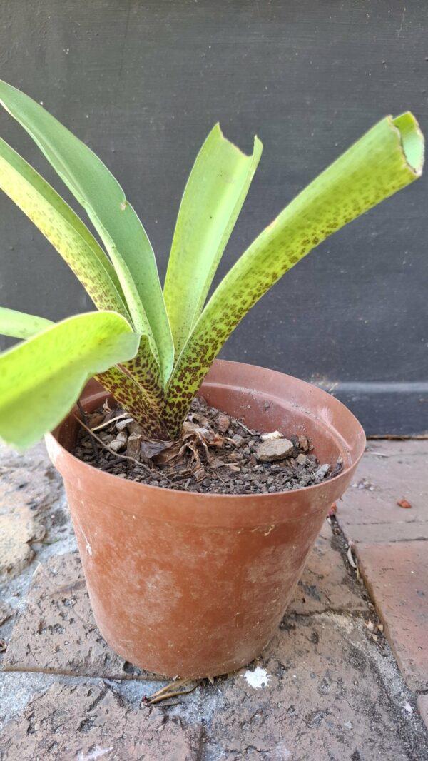 Pineapple Lily Eucomis