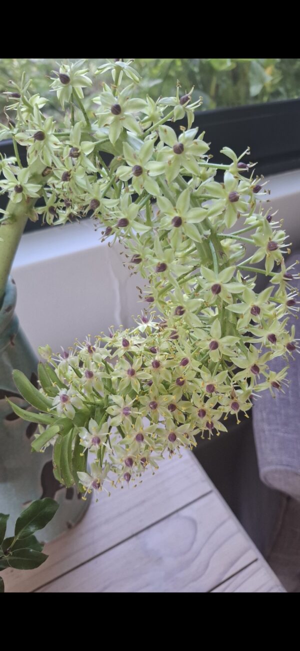 Pineapple Lily Eucomis