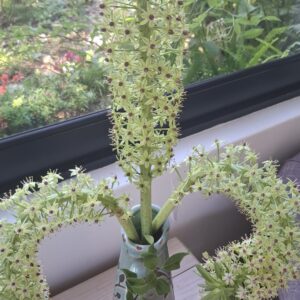 1000130361.jpg Pineapple Lily Eucomis