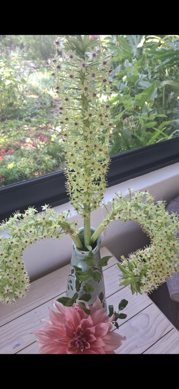 Pineapple Lily Eucomis