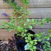 Durantha Sapphire Showers
