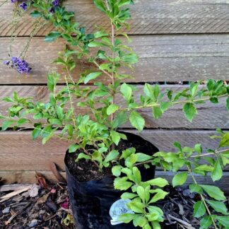 Durantha Sapphire Showers