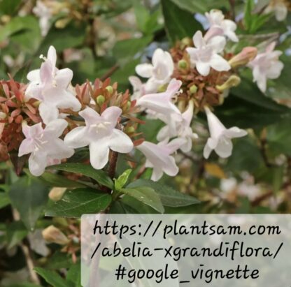 ABELIA GRANDIFLORA Glossy Abelia 4,5L