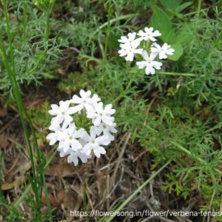 VERBENA TENUISECTA Moss Verbena – White 15cm