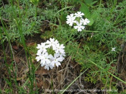 VERBENA TENUISECTA Moss Verbena - White 15cm