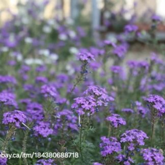 VERBENA TENUISECTA Moss Verbena – Mauve 15cm