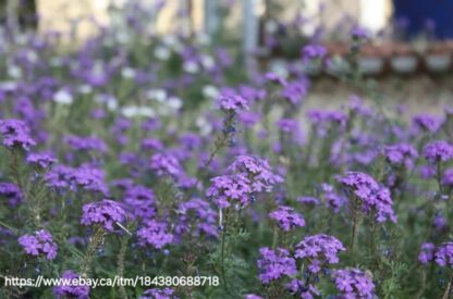 VERBENA TENUISECTA Moss Verbena - Mauve 15cm