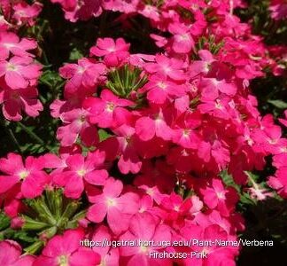 VERBENA PERUVIANA Vervain – Firehouse Deep Pink 15cm