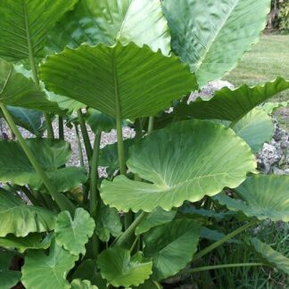 ALOCASIA GAGEANA CALIFORNIA Dwarf Elephant Ear 17cm