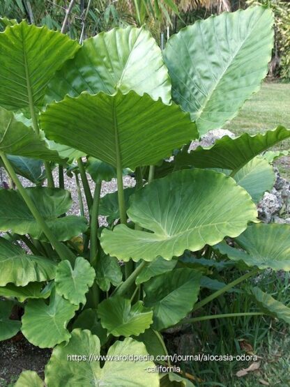 ALOCASIA GAGEANA CALIFORNIA Dwarf Elephant Ear 17cm