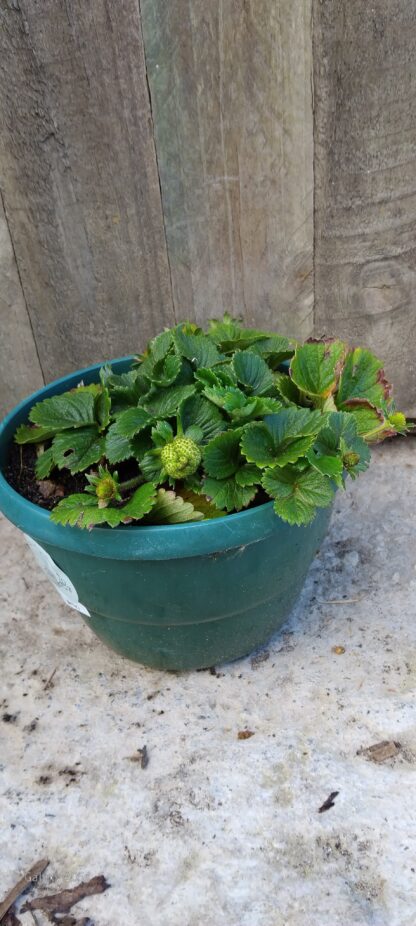Chandler Strawberry 20cm