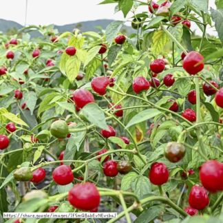 Rocoto Pepper 17cm