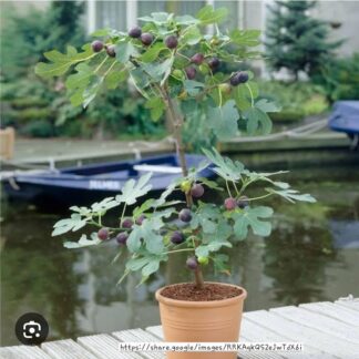 Blackmission Fig