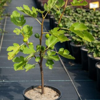 White Genoa Fig