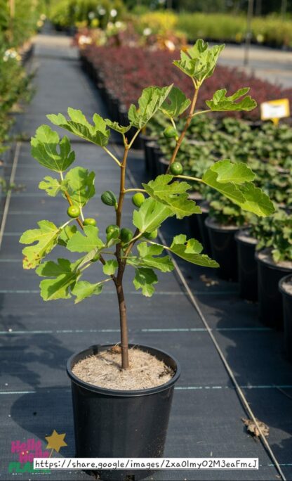 White Genoa Fig