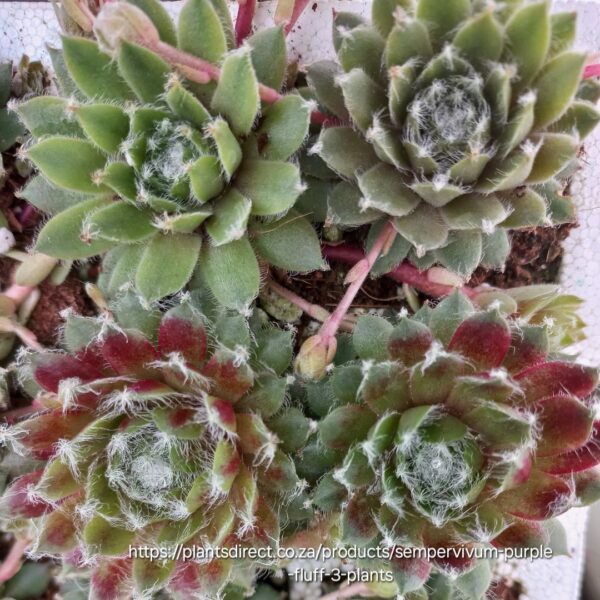 1000148570.jpg SEMPERVIVUM TECTORUM - Purple Fluff 15cm