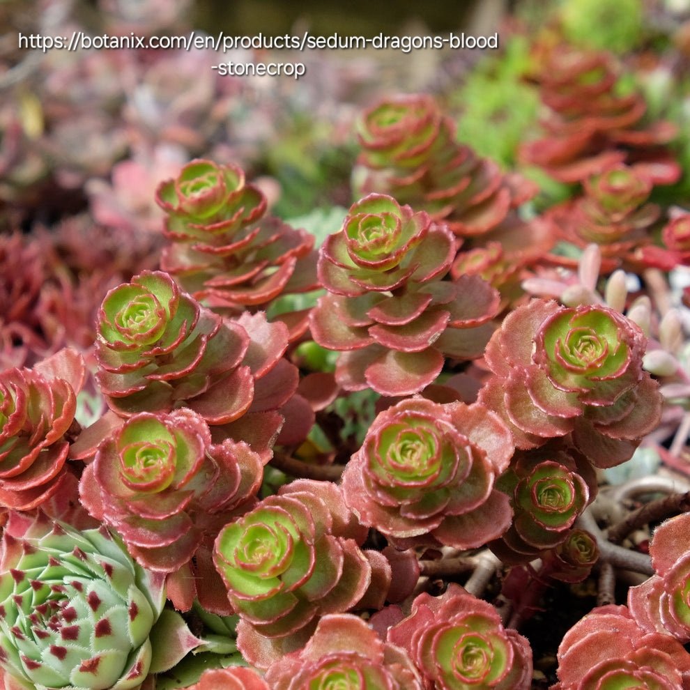 SEDUM SPURIUM Stonecrop - Dragon's Blood 15cm