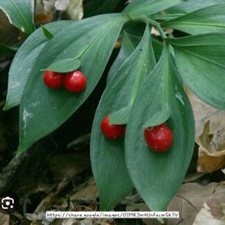 Ruscus Hypoglossum (Buther’s Broom)