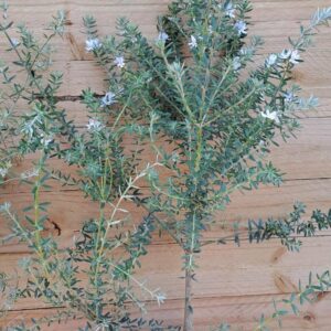 1000157549.jpg WESTRINGIA FRUTICOSA Australian Coastal Rosemary - White 2,5L
