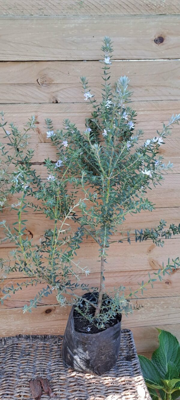 WESTRINGIA FRUTICOSA Australian Coastal Rosemary - White 2,5L