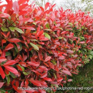 1000157568.jpg PHOTINIA FRASERI Chinese Hawthorn - Red Robin 4,5L