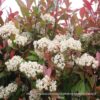PHOTINIA FRASERI Chinese Hawthorn - Red Robin 4,5L