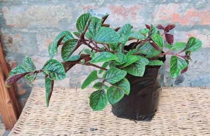 PLECTRANTHUS CILLIATUS Speckled Spur Flower - White 3L - Image 2