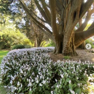 PLECTRANTHUS CILLIATUS Speckled Spur Flower – White 3L