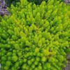 SEDUM RUPESTRA Stonecrop - Angelina 15cm