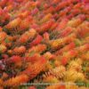 SEDUM RUPESTRA Stonecrop - Angelina 15cm