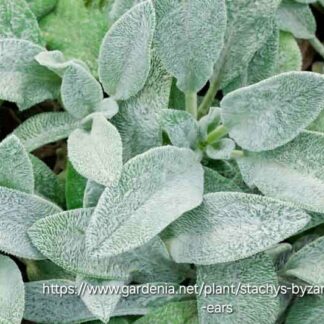 STACHYS LANATA Lamb’s Ear 15cm