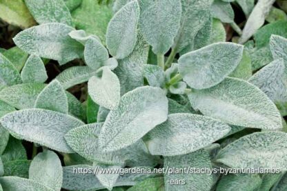 STACHYS LANATA Lamb's Ear 15cm
