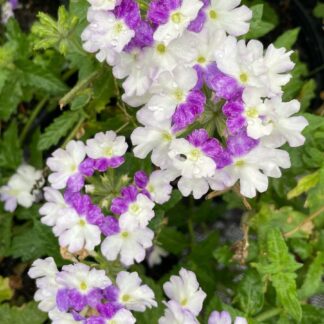 VERBENA PERUVIANA Vervain - Firehouse Blue Fizz 15cm