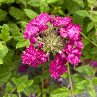 VERBENA - Seriously Maroon 15cm