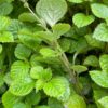 1000157704.jpg PLECTRANTHUS CILLIATUS Richard Spur Flower - Pink 3L
