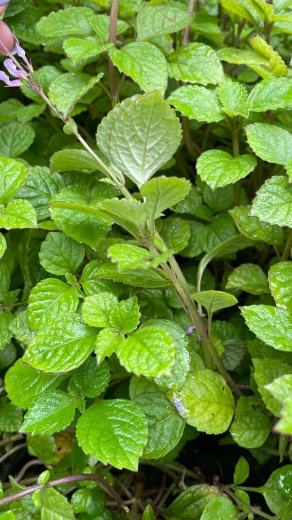1000157704.jpg PLECTRANTHUS CILLIATUS Richard Spur Flower - Pink 3L