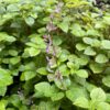1000157707.jpg PLECTRANTHUS CILLIATUS Richard Spur Flower - Pink 3L