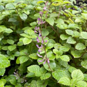 1000157707.jpg PLECTRANTHUS CILLIATUS Richard Spur Flower - Pink 3L