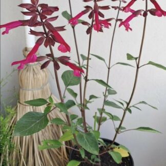 SALVIA X HYBRIDA Salvia – Salmia Dark Purple 17cm