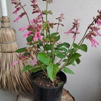 SALVIA X HYBRIDA – Salmia Pink 17cm