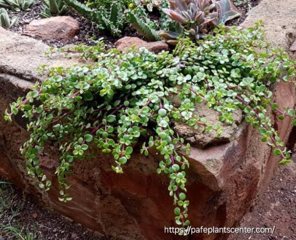 PORTULACARIA AFRA Spekboom - Prostrata 2,5L