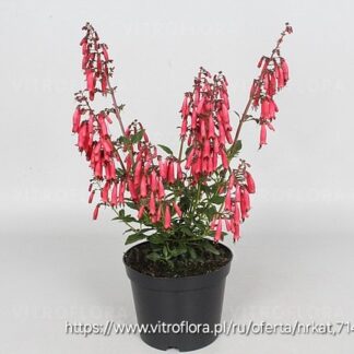 PHYGELIUS CAPENSIS Cape Fuchsia - Candydrops Red 17cm