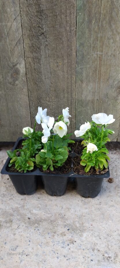 Pansy Punch White 6 pack