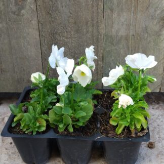 Pansy Punch White 6 pack