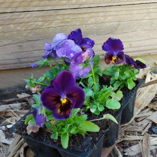 Pansy Prima Punch Midnight 6 pack