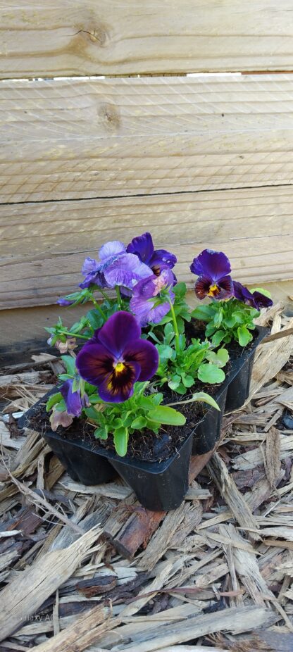 Pansy Prima Punch Midnight 6 pack