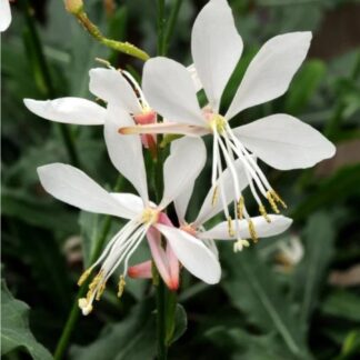 Gaura Sparkle White 12cm
