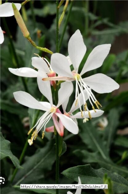 Gaura Sparkle White 12cm