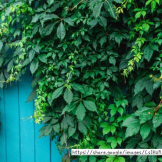 Virginia Creeper